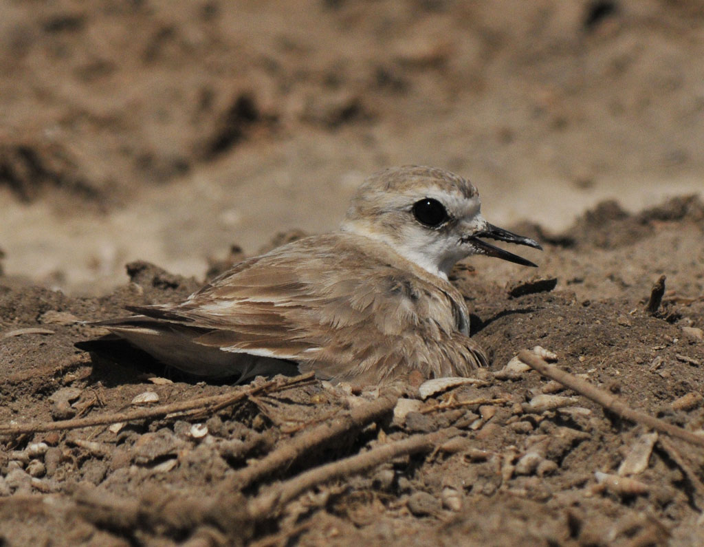 Kentish Plover on nest