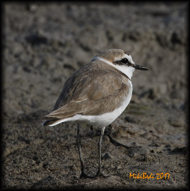 Kentish Plover