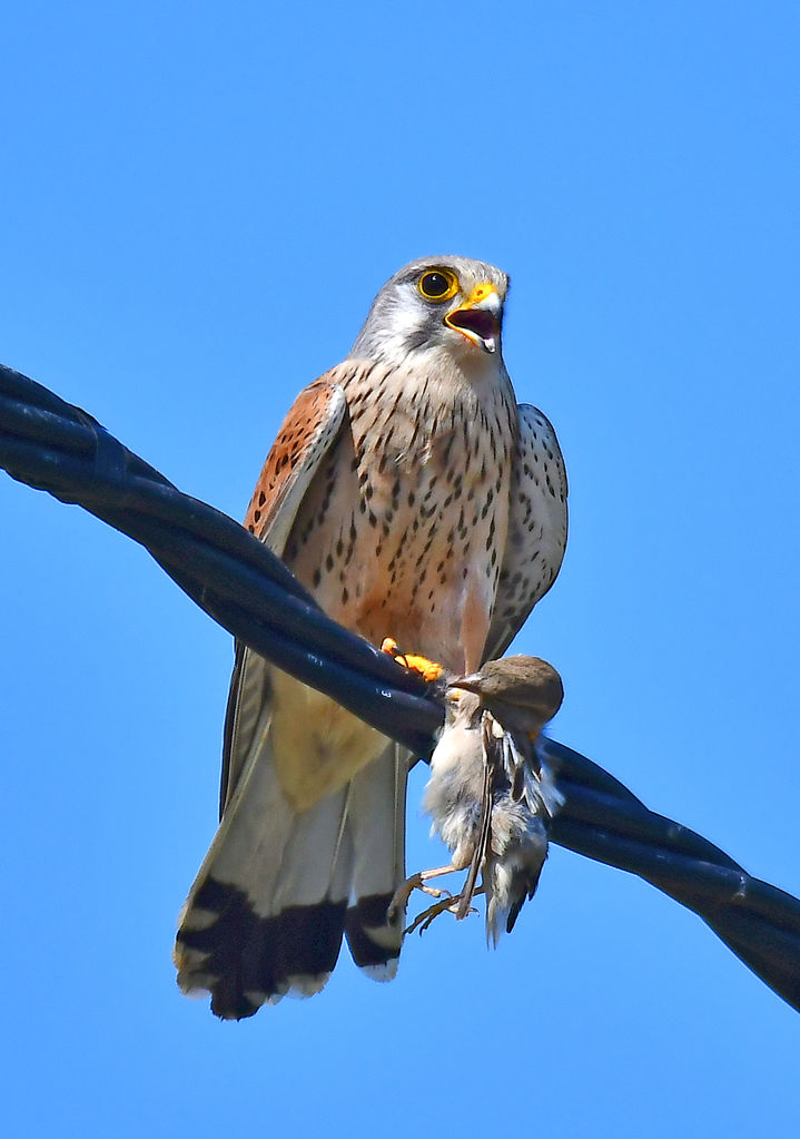 Kestrel with an ex-sparrow