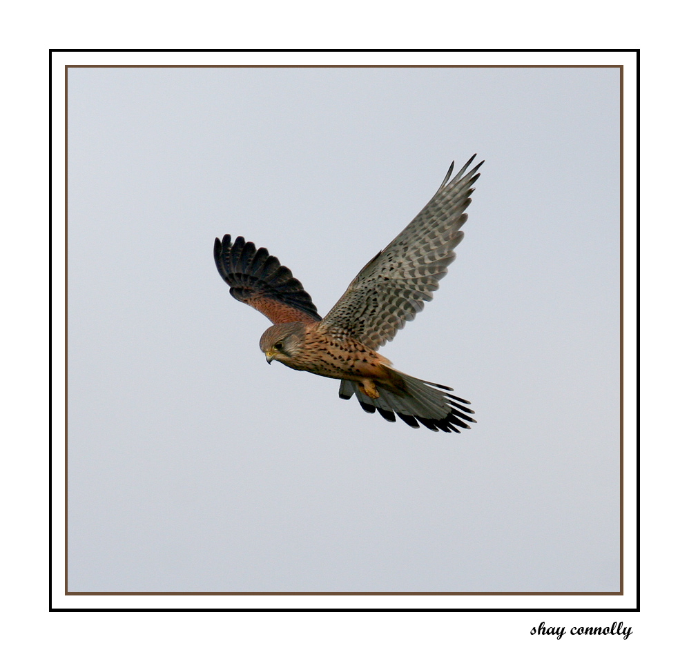 kestrel