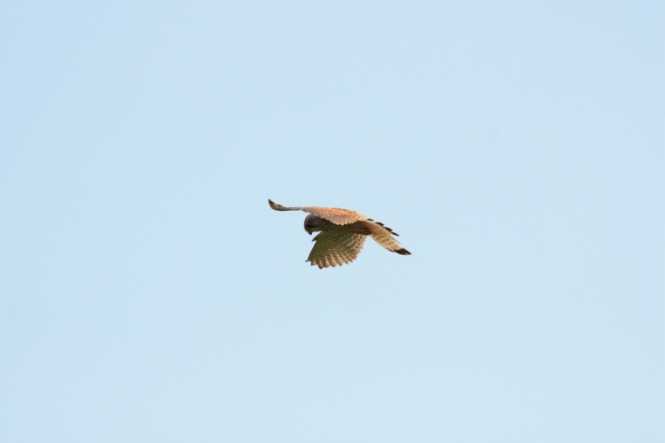 Kestrel