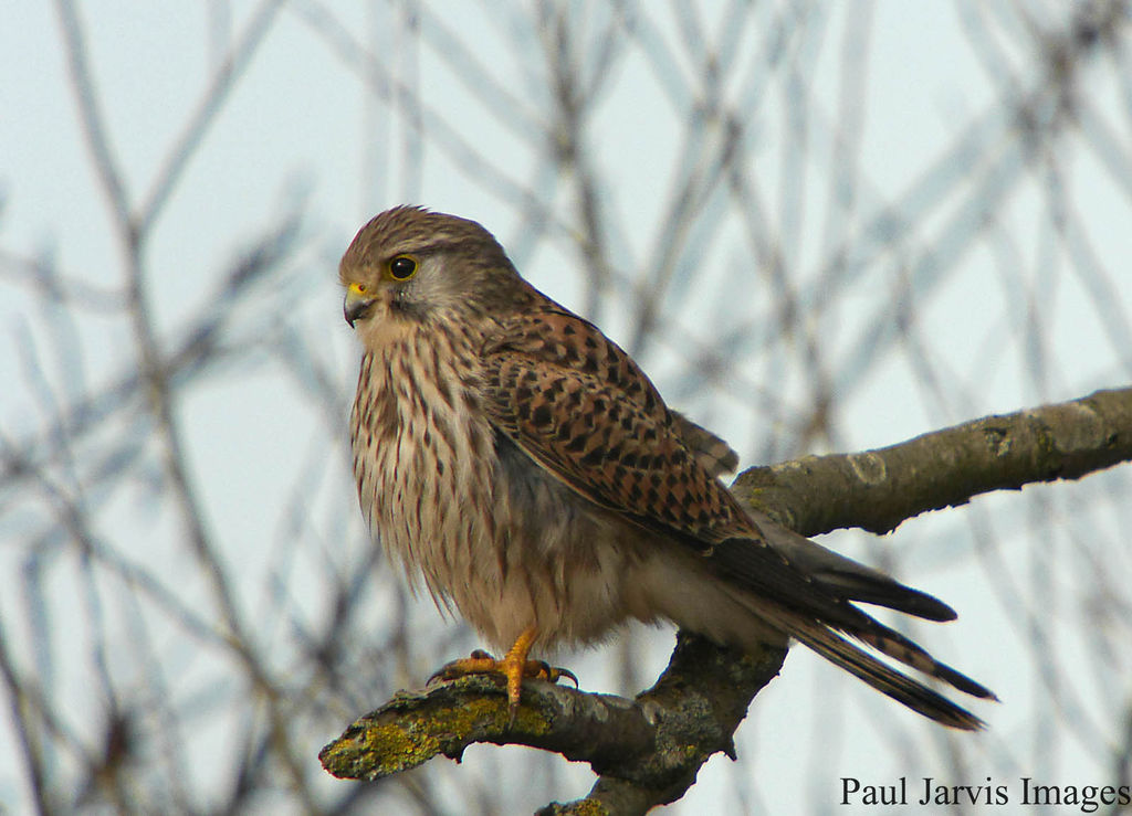 Kestrel