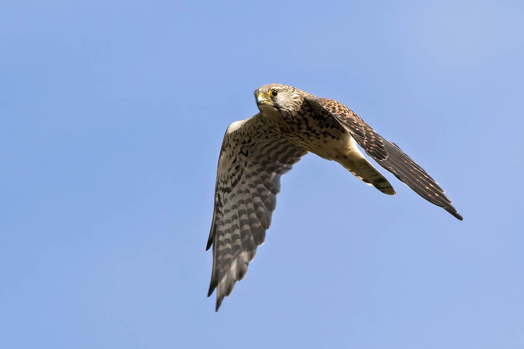 Kestrel