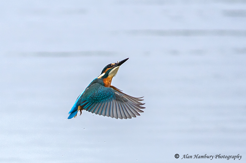 Kingfisher in the rain