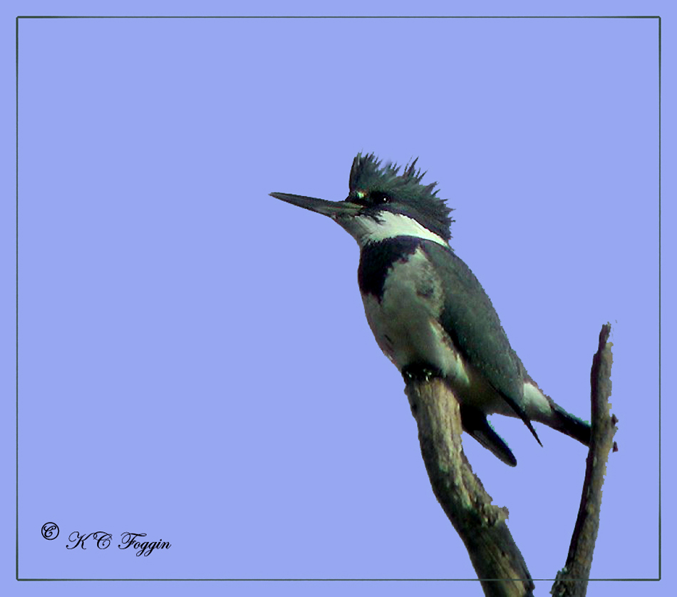 Kingfisher