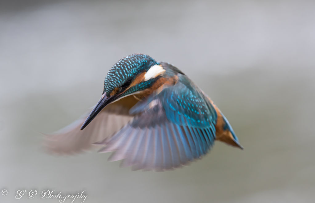 Kingfisher