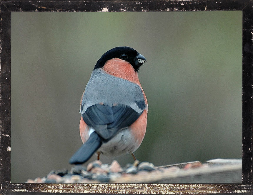 Kitchen Window Capture,