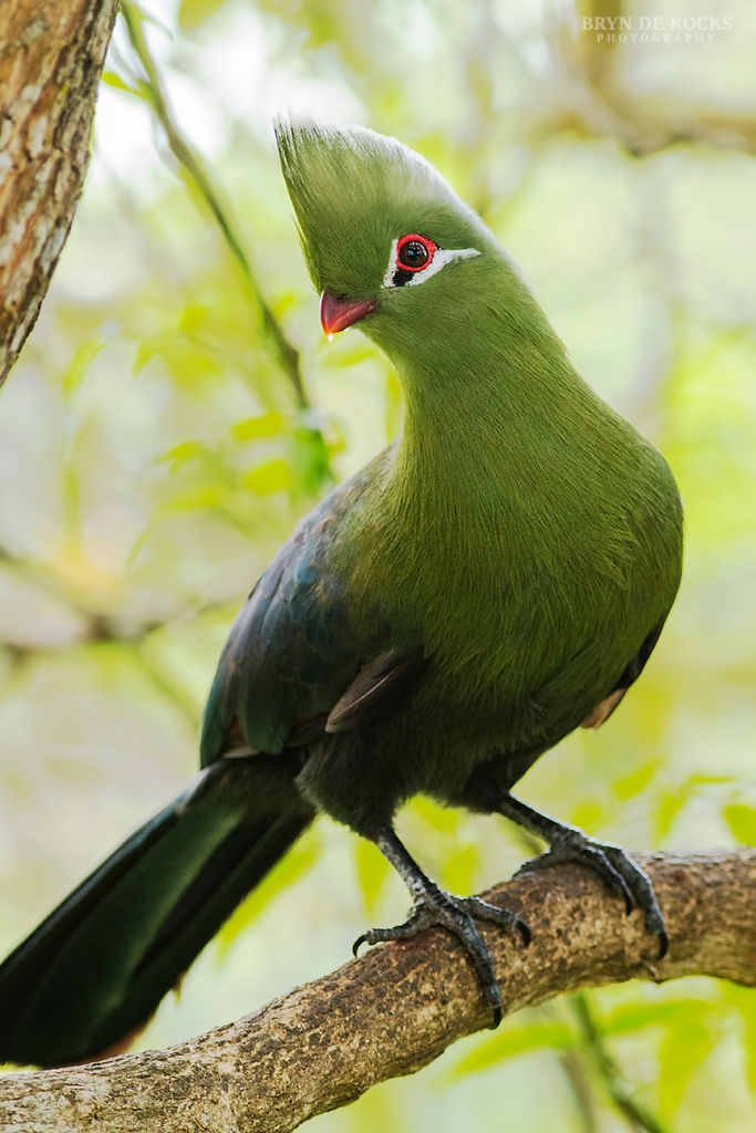 Knysna Turaco