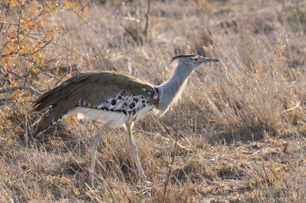 Kori Bustard