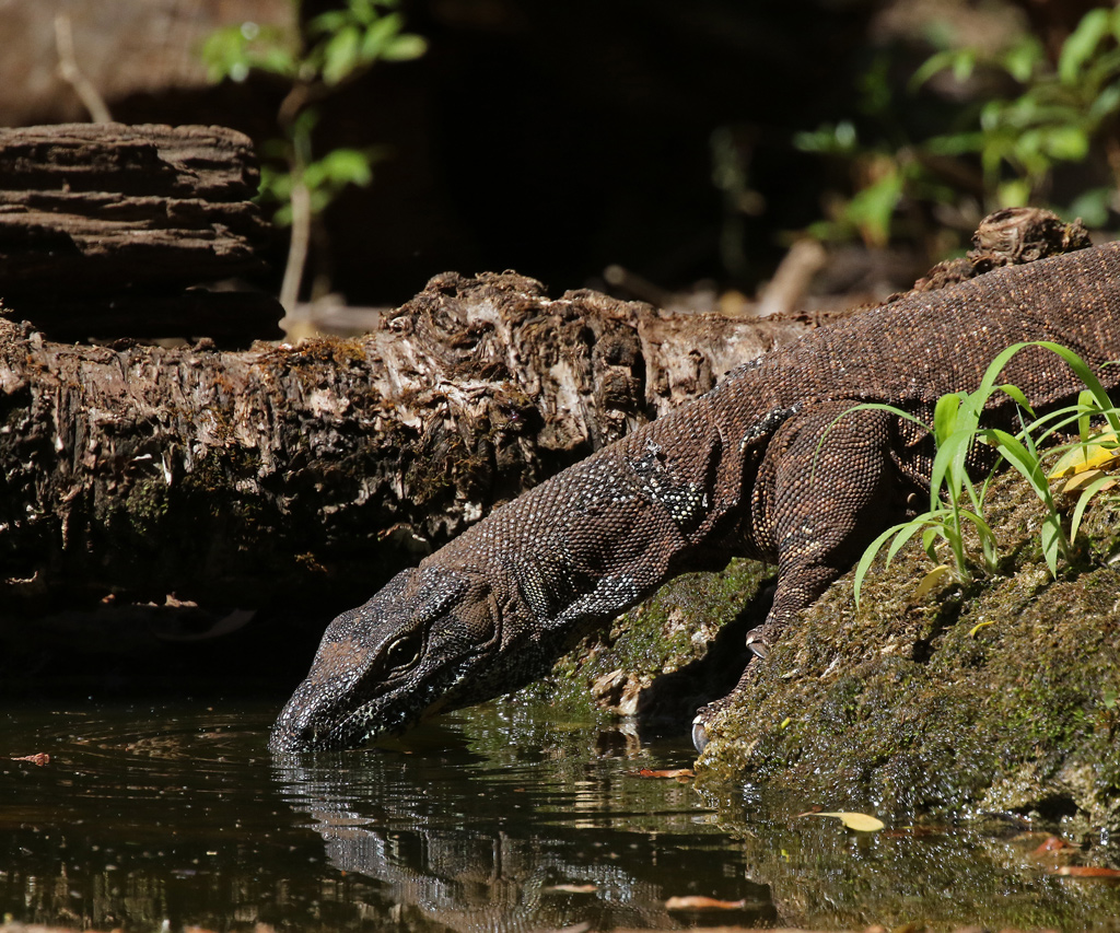 Lace Monitor drinking