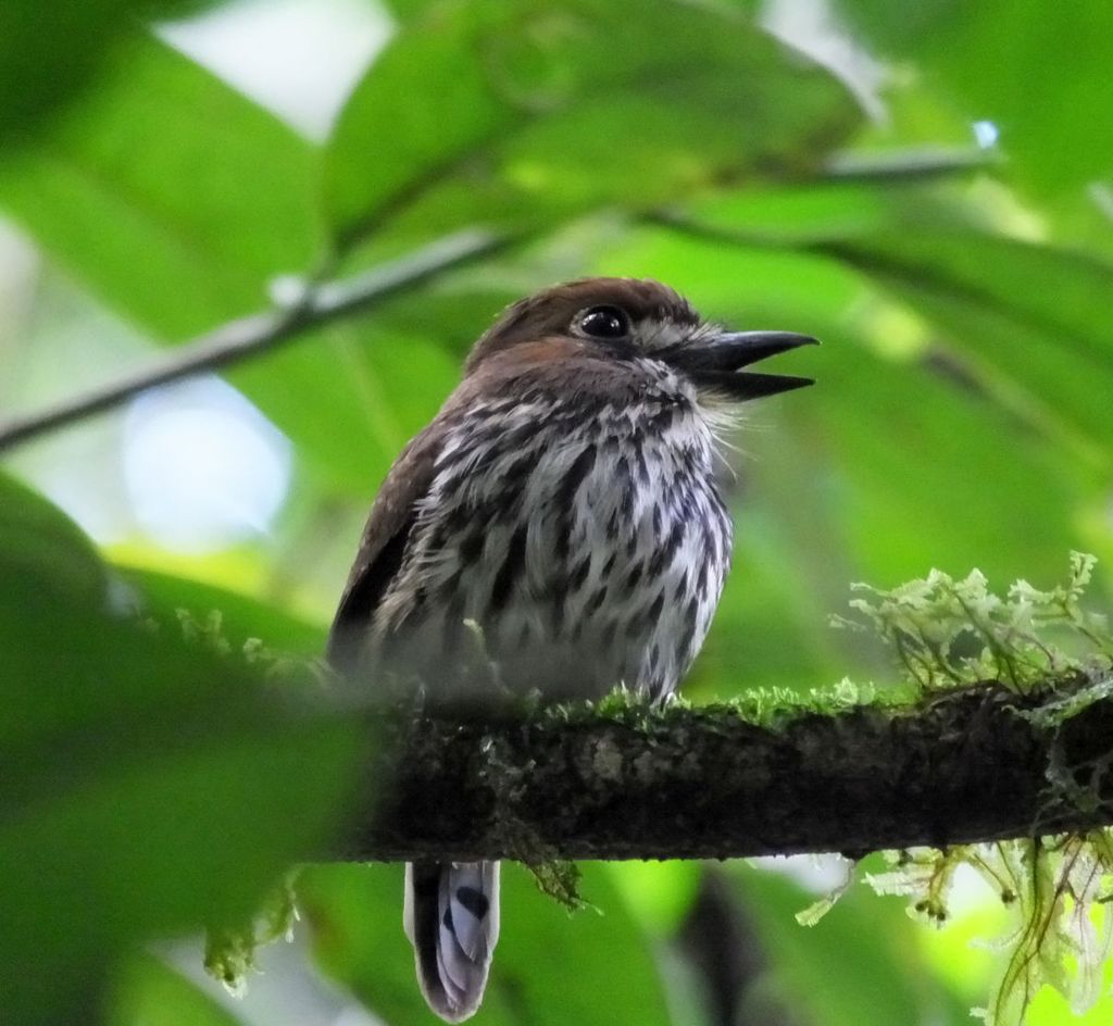 Lanceolated Monklet from Costa Rica