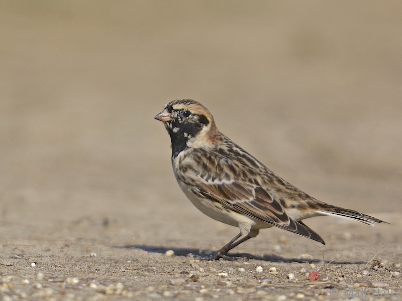 Lapland Bunting