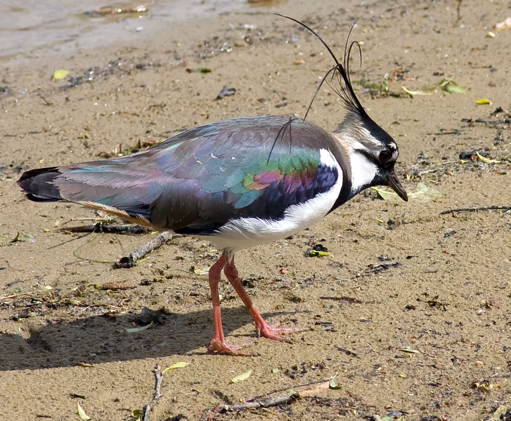 Lapwing in Full Finery