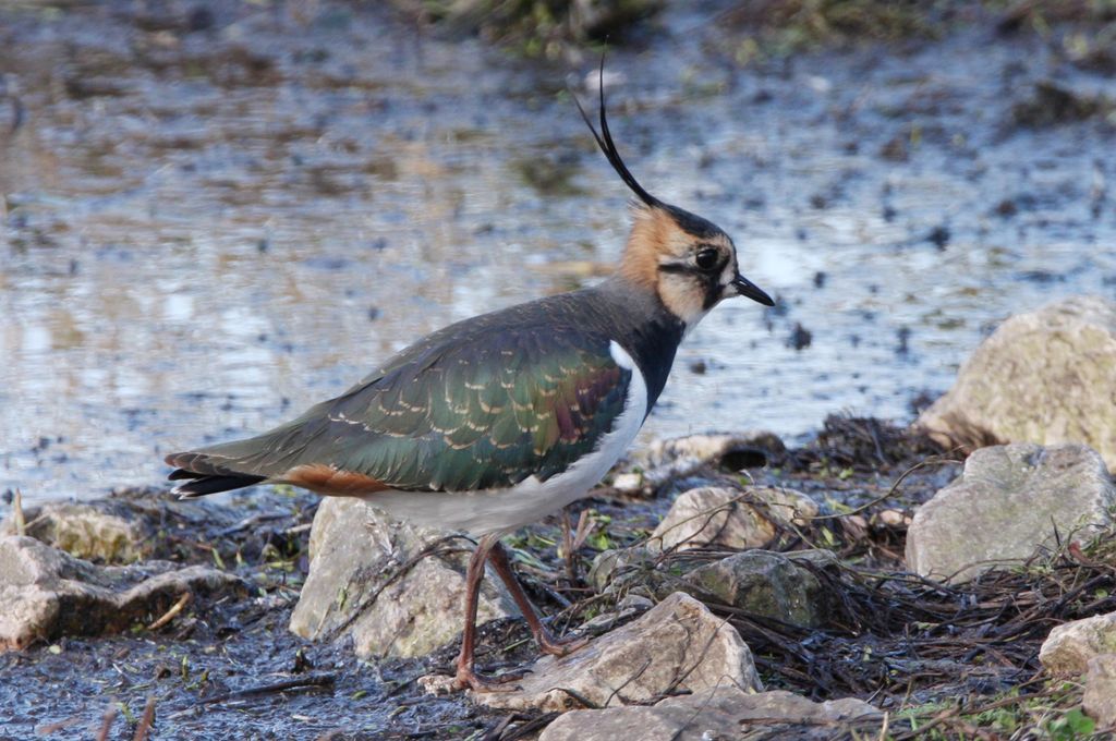 Lapwing