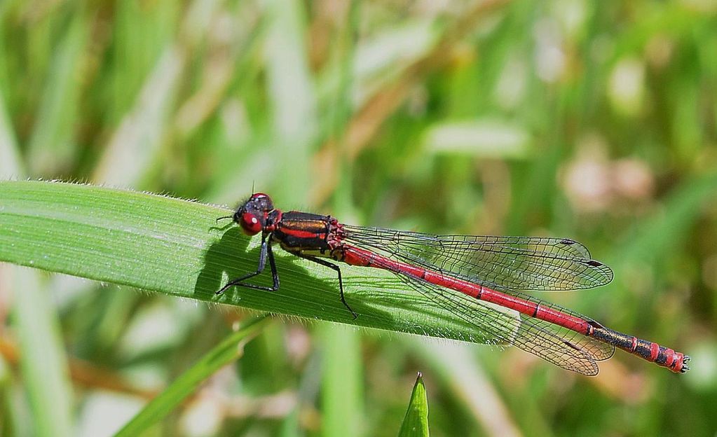 large red damsel fly