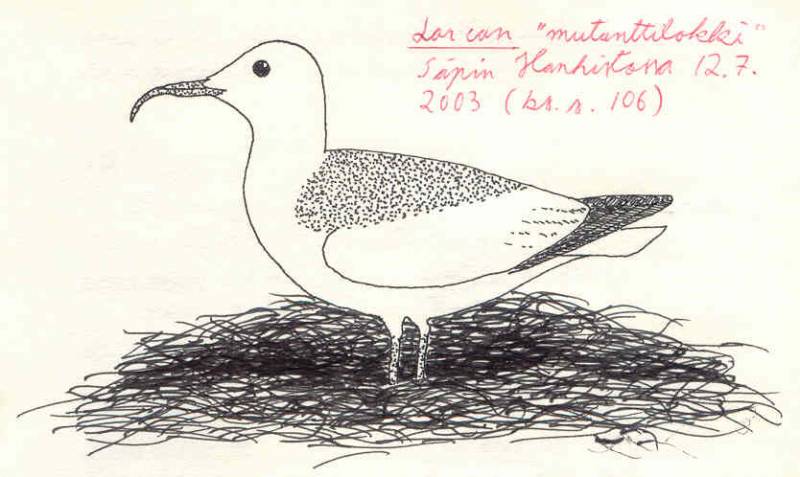 Larus canus mutant