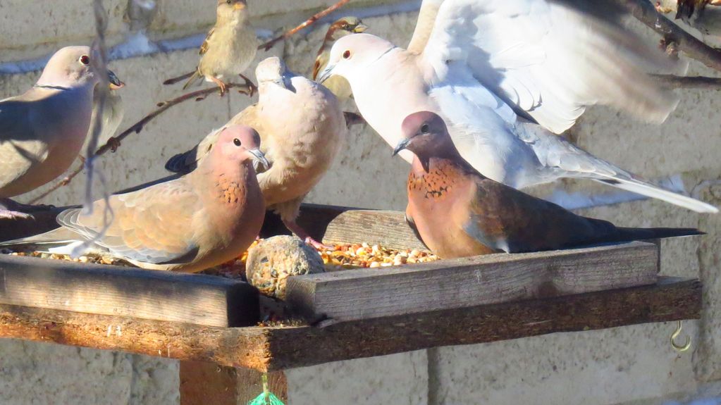 Laughing Doves and friends!