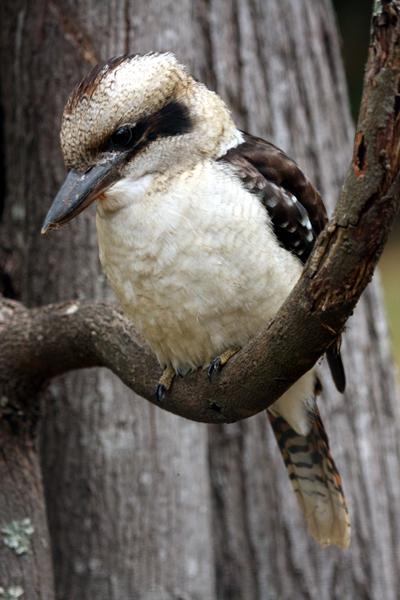 Laughing Kookaburra