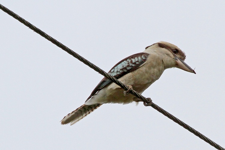 Laughing Kookaburra