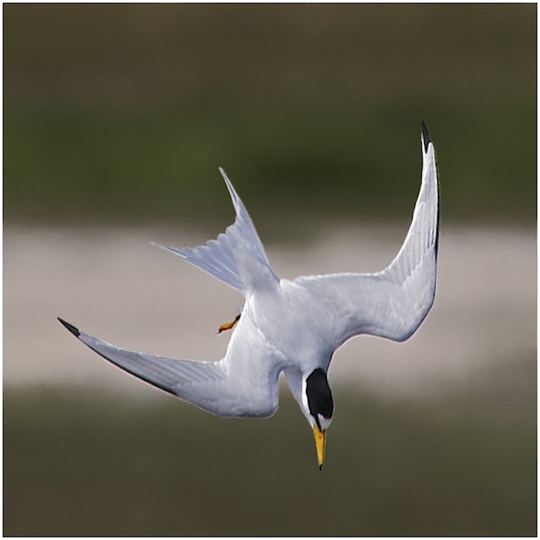 Least Tern