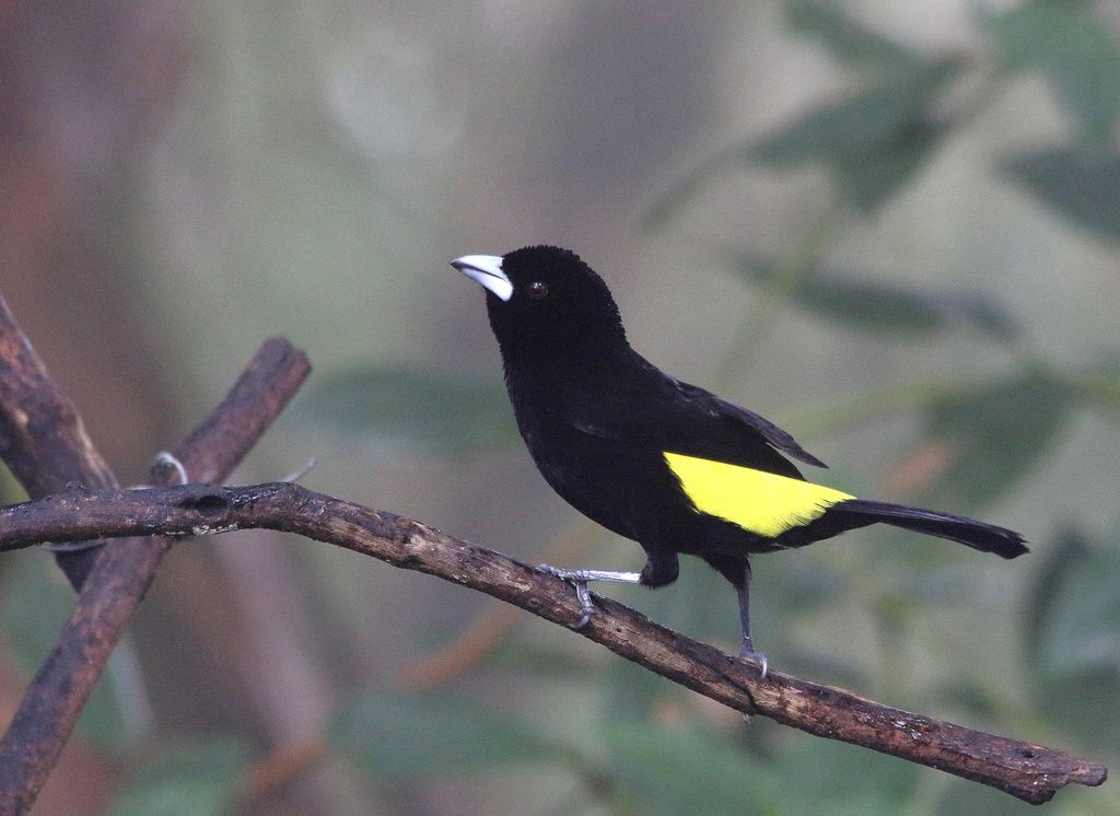 Lemon-rumped Tanager (male)