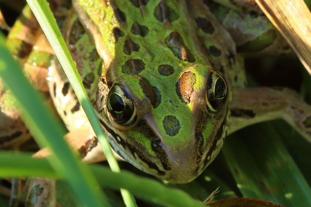 Leopard Frog