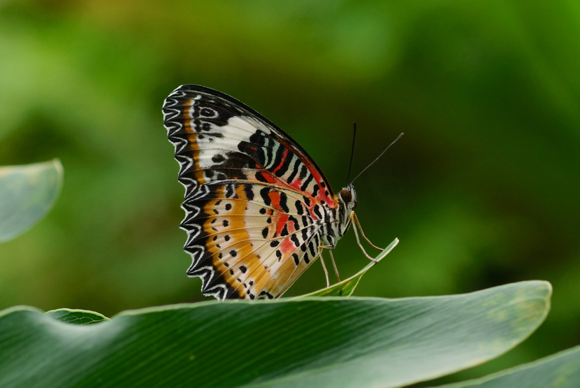 Leopard Lacewing