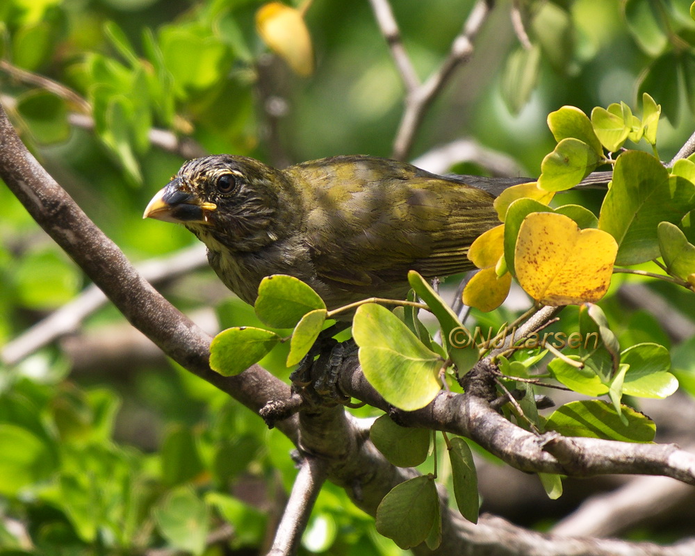 Lesser Antillean Saltator