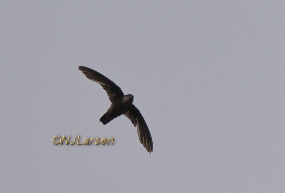 Lesser Antillean Swift - 1