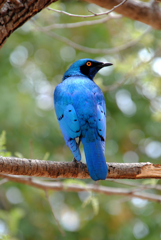 Lesser Blue-eared Starling