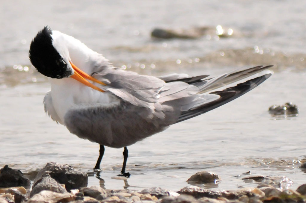 Lesser Crested Tern