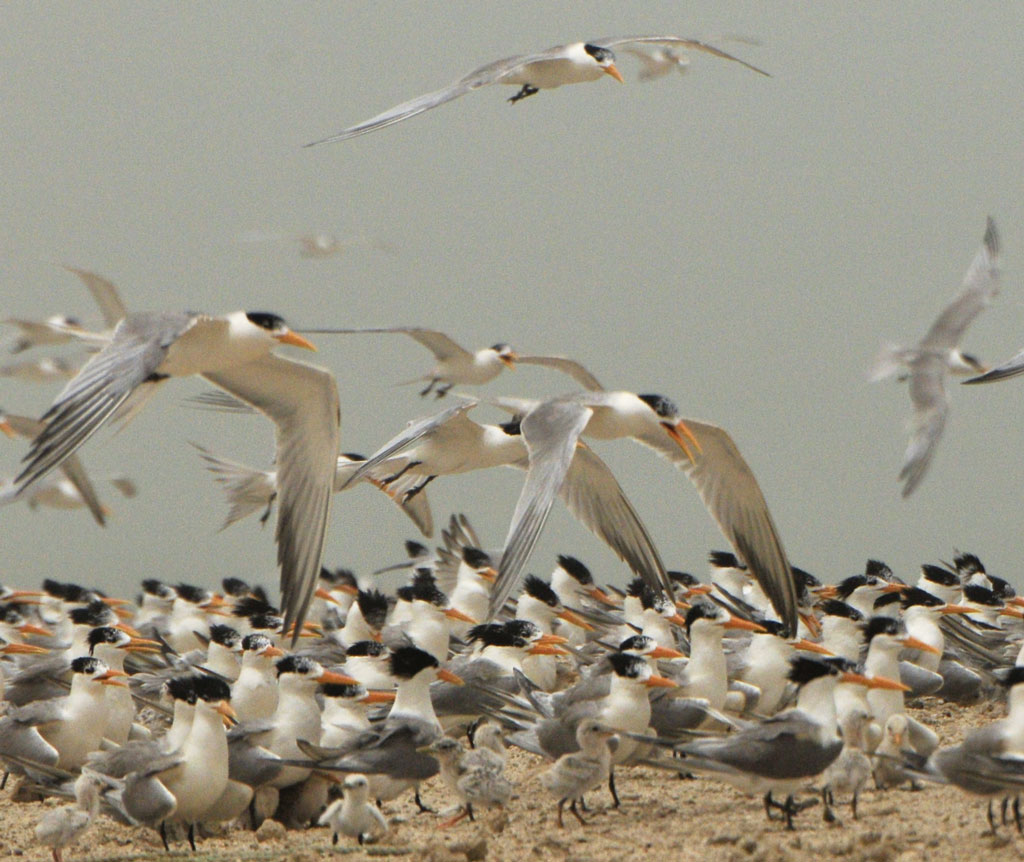 Lesser Crested Terns with chicks