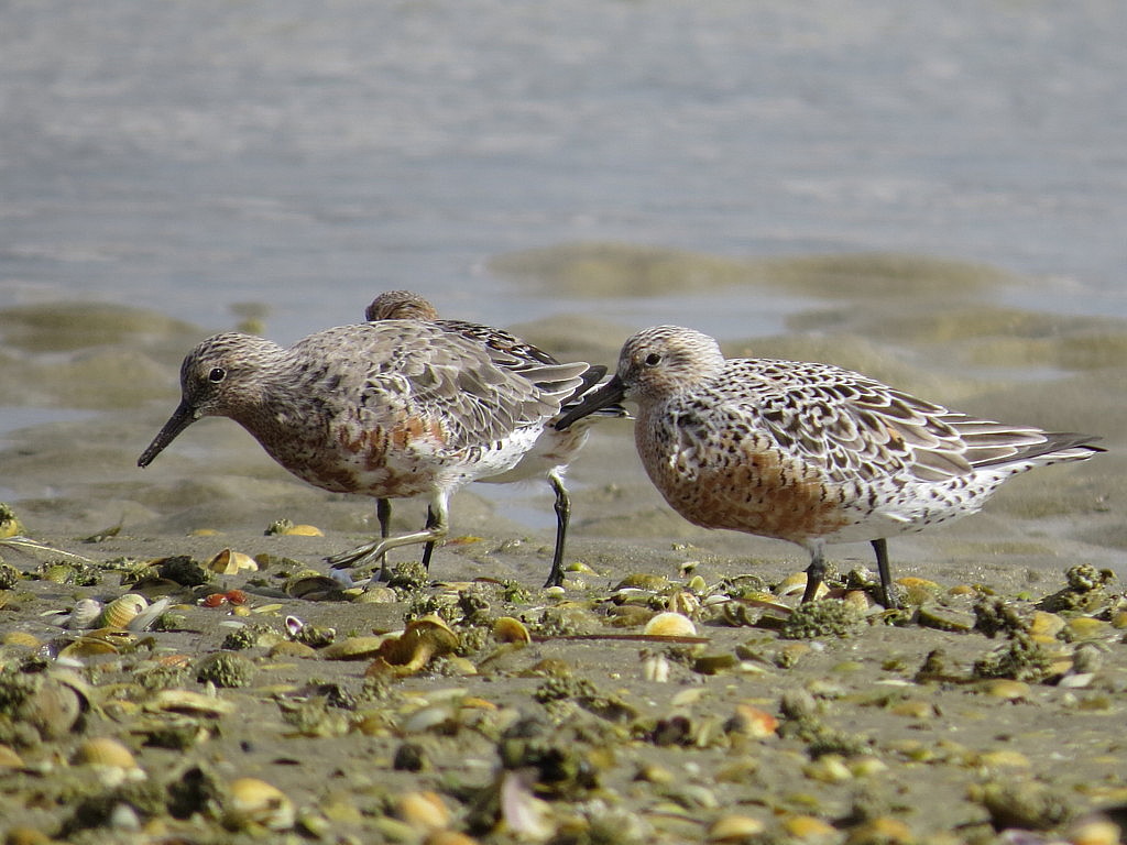Lesser Knot (Red Knot)
