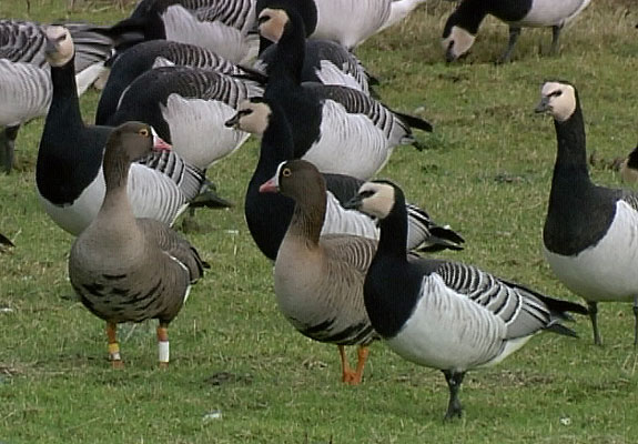 Lesser White-fronted Goose