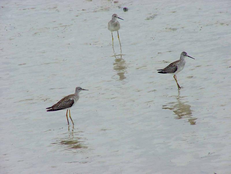 Lesser Yellowlegs