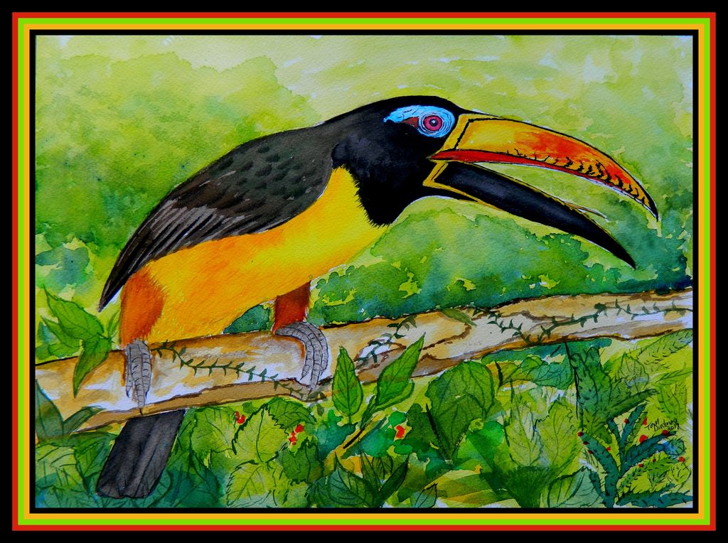 Lettered Aracari, Amazonia. 10x14, watercolor, aug 29, 2017.