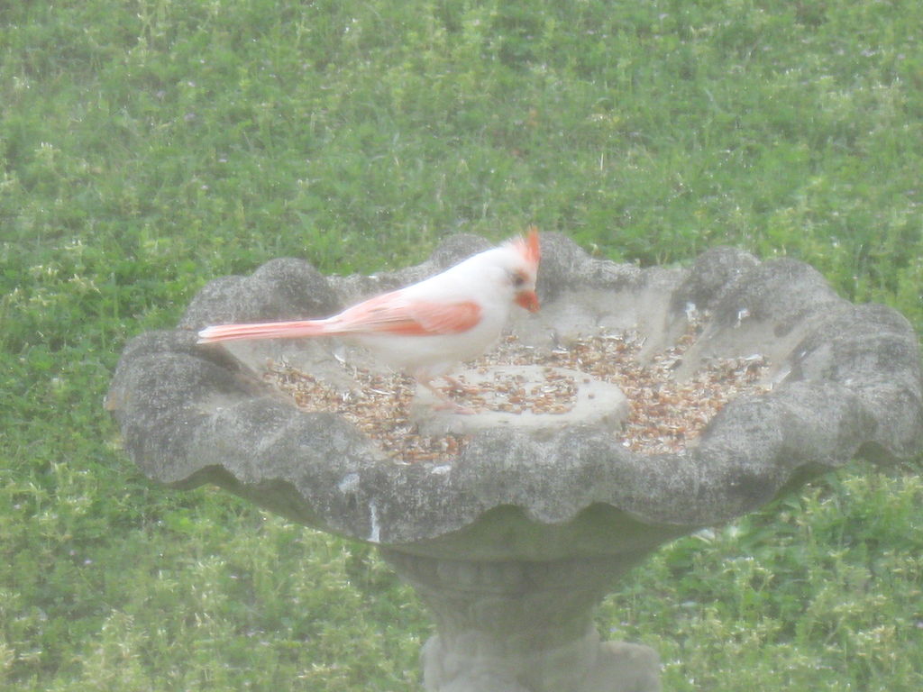 Leucistic Cardinal