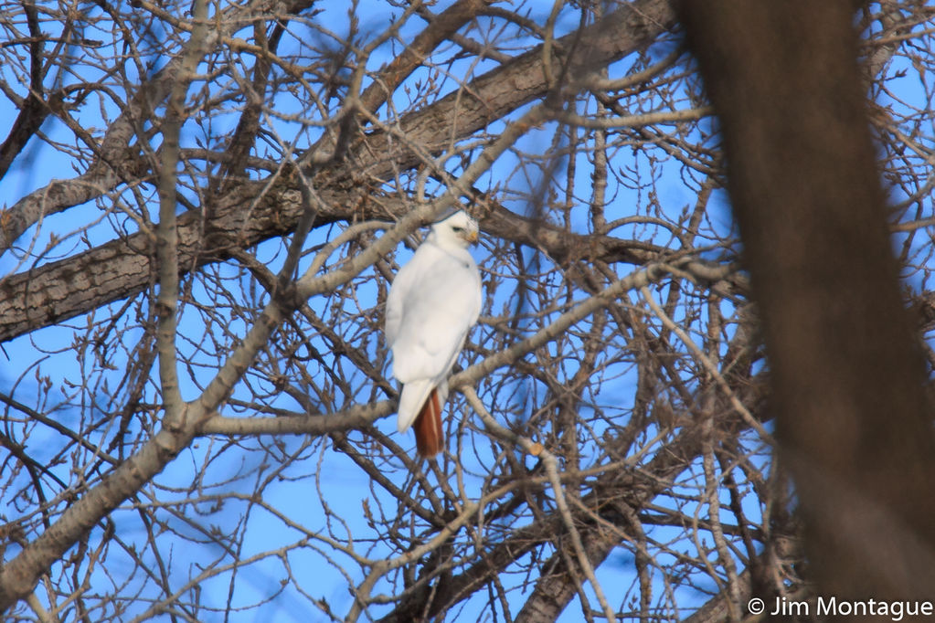 Leucistic Red-Tailed Hawk