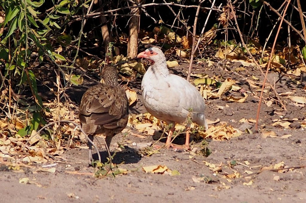 Leucistic Swainson's Spurfowl