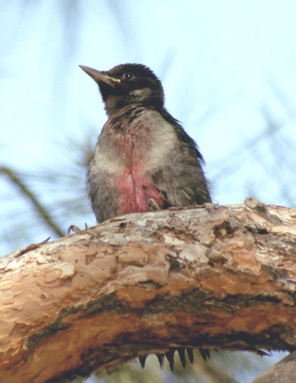 Lewis's woodpecker - fledge