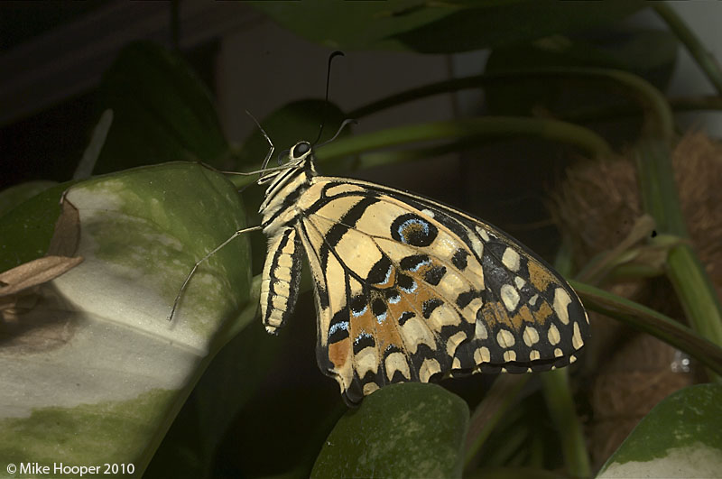 Lime Butterfly