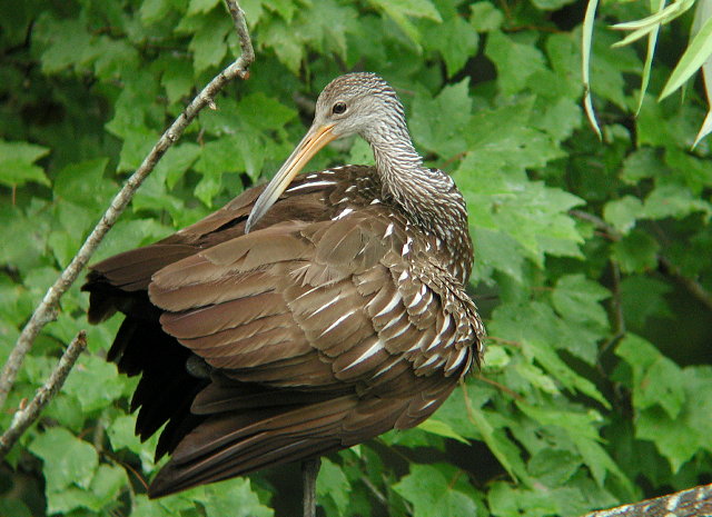 Limpkin 2