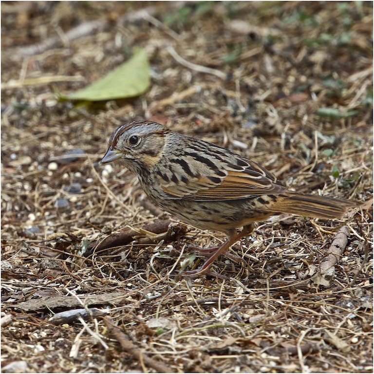 Lincoln's Sparrow