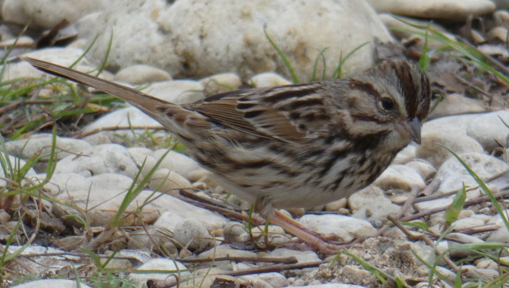 Lincoln's Sparrow