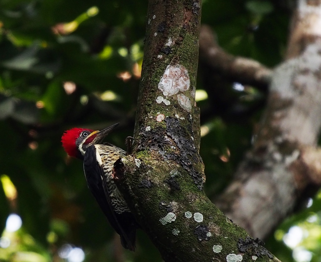 Lineated Woodpecker