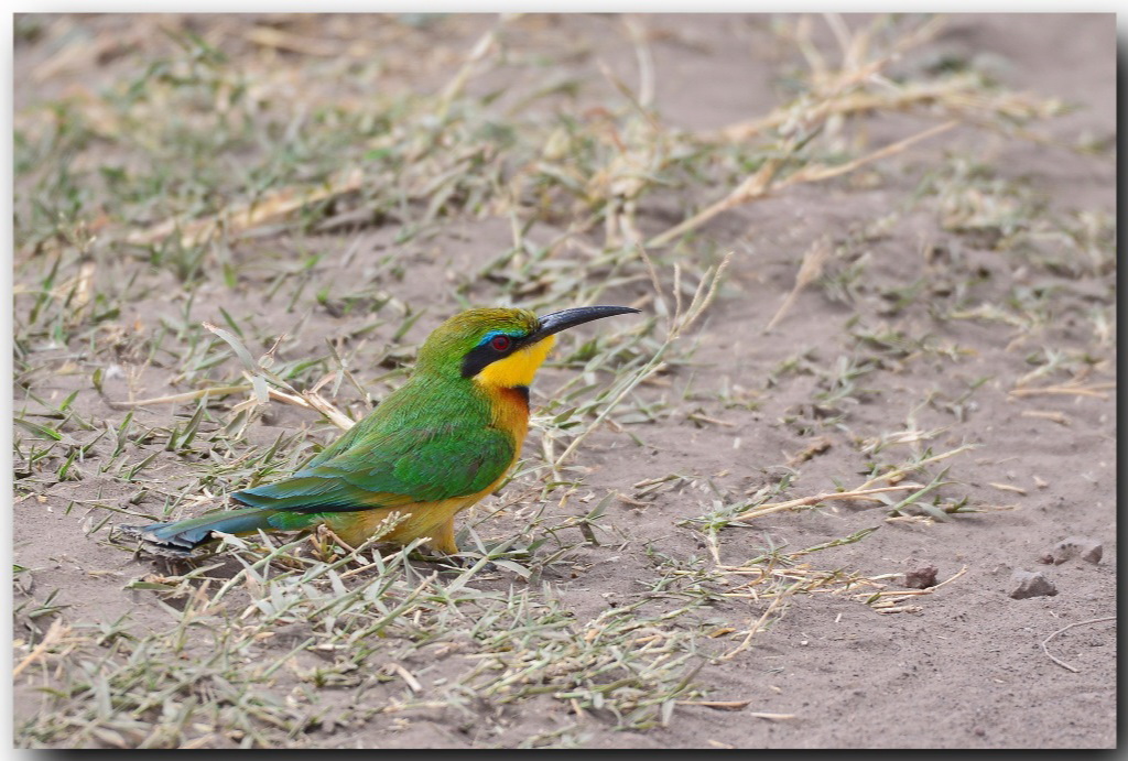 Little Bee-eater