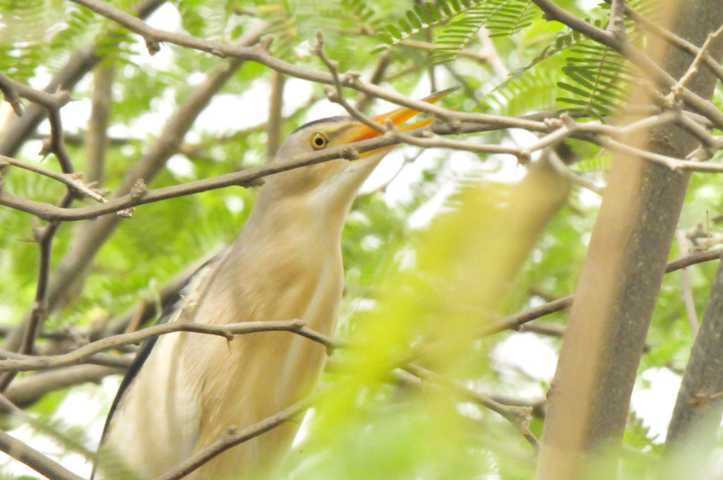 Little Bittern