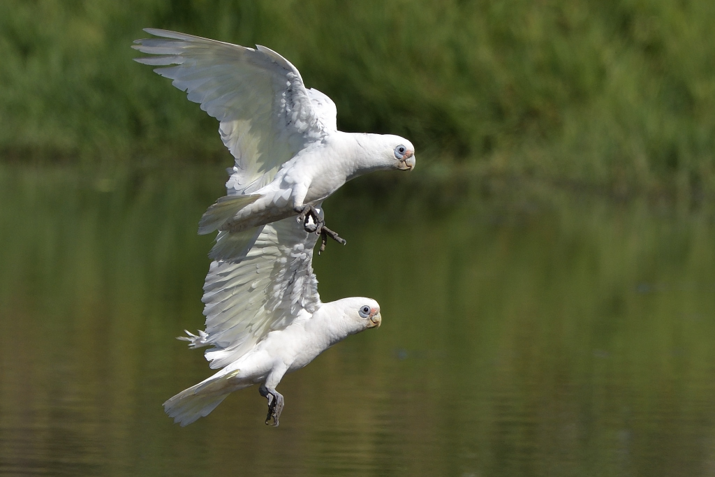 Little Corellas