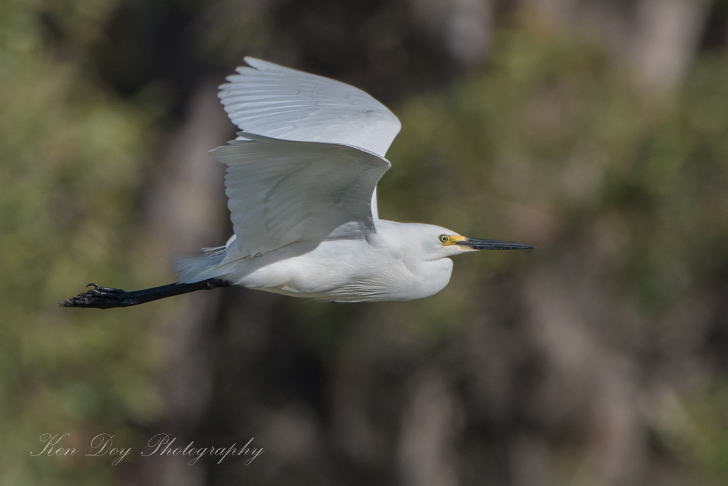 Little Egret