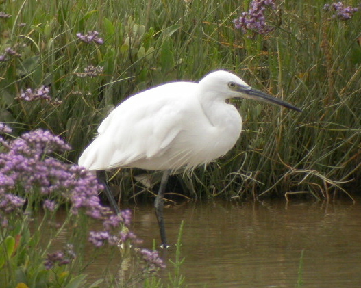 Little Egret